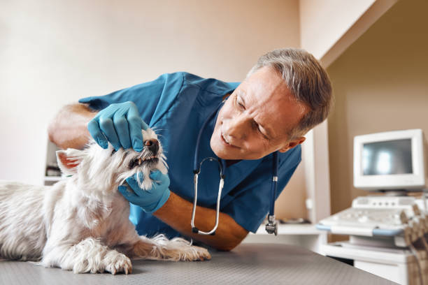 Best Emergency Denture Repair in Kapaau, HI